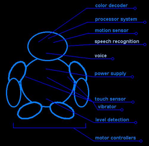 Conga's Body Structure